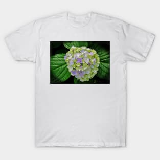 Lovely Hydrangea T-Shirt